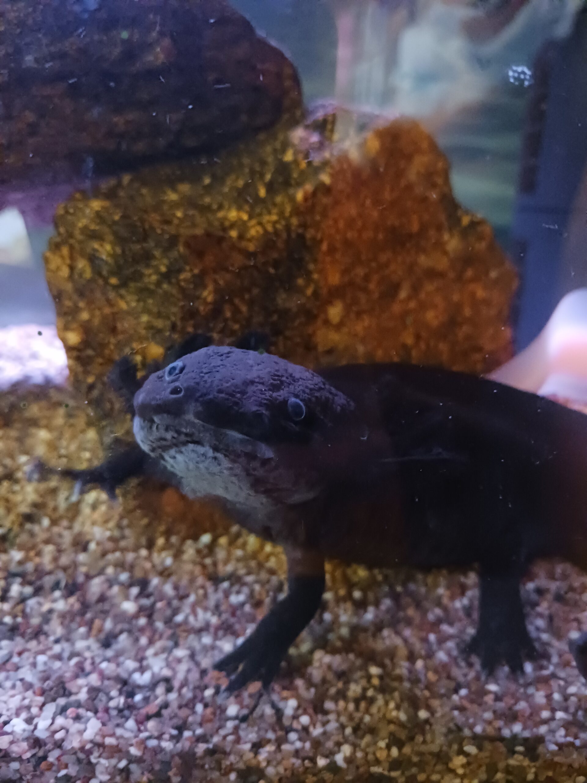 Axolotl in gute Hände abzugeben, mit Zubehör!