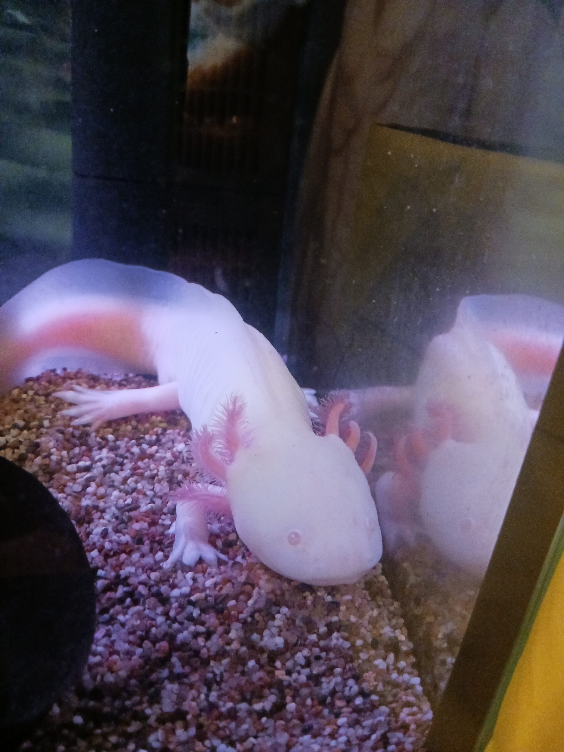 Axolotl in gute Hände abzugeben, mit Zubehör!