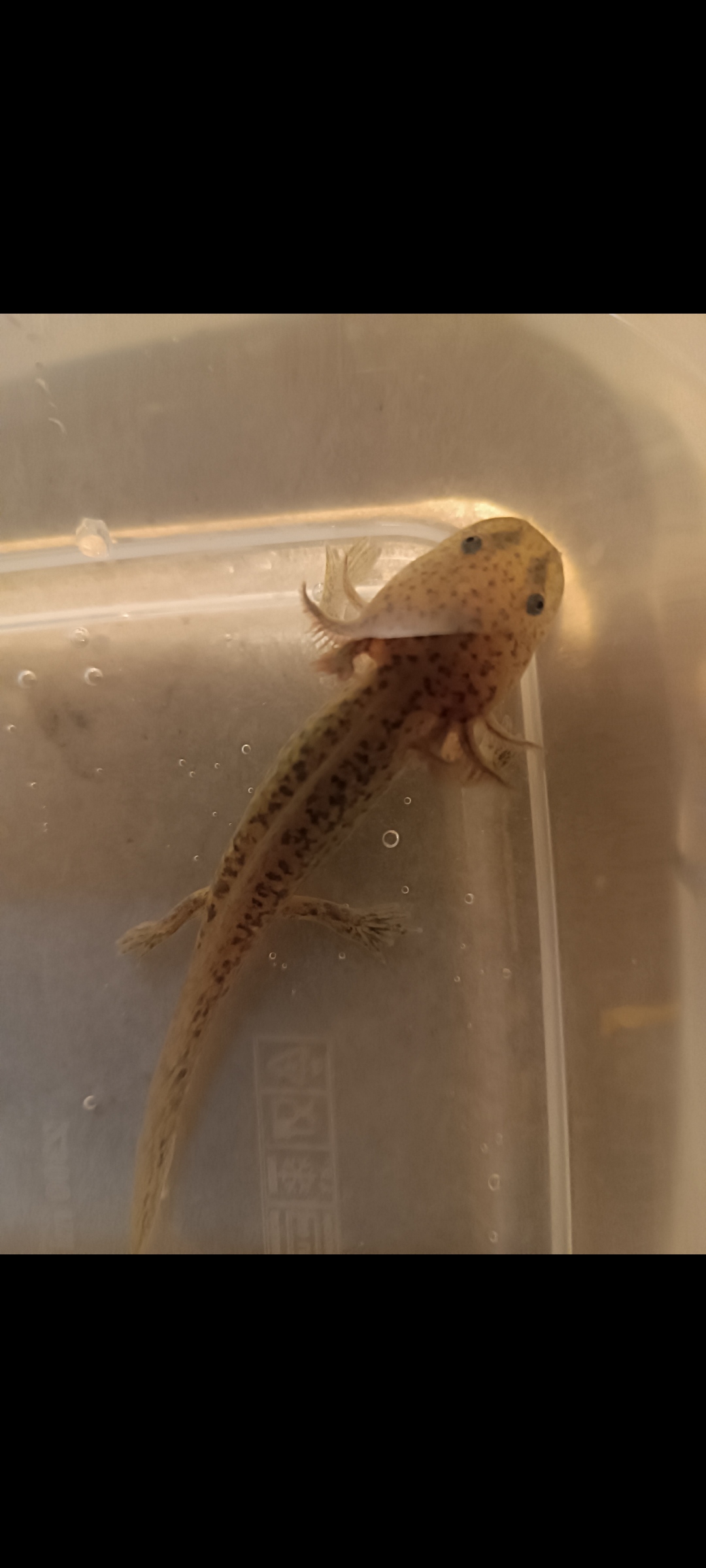 Junge Axolotl abzugeben