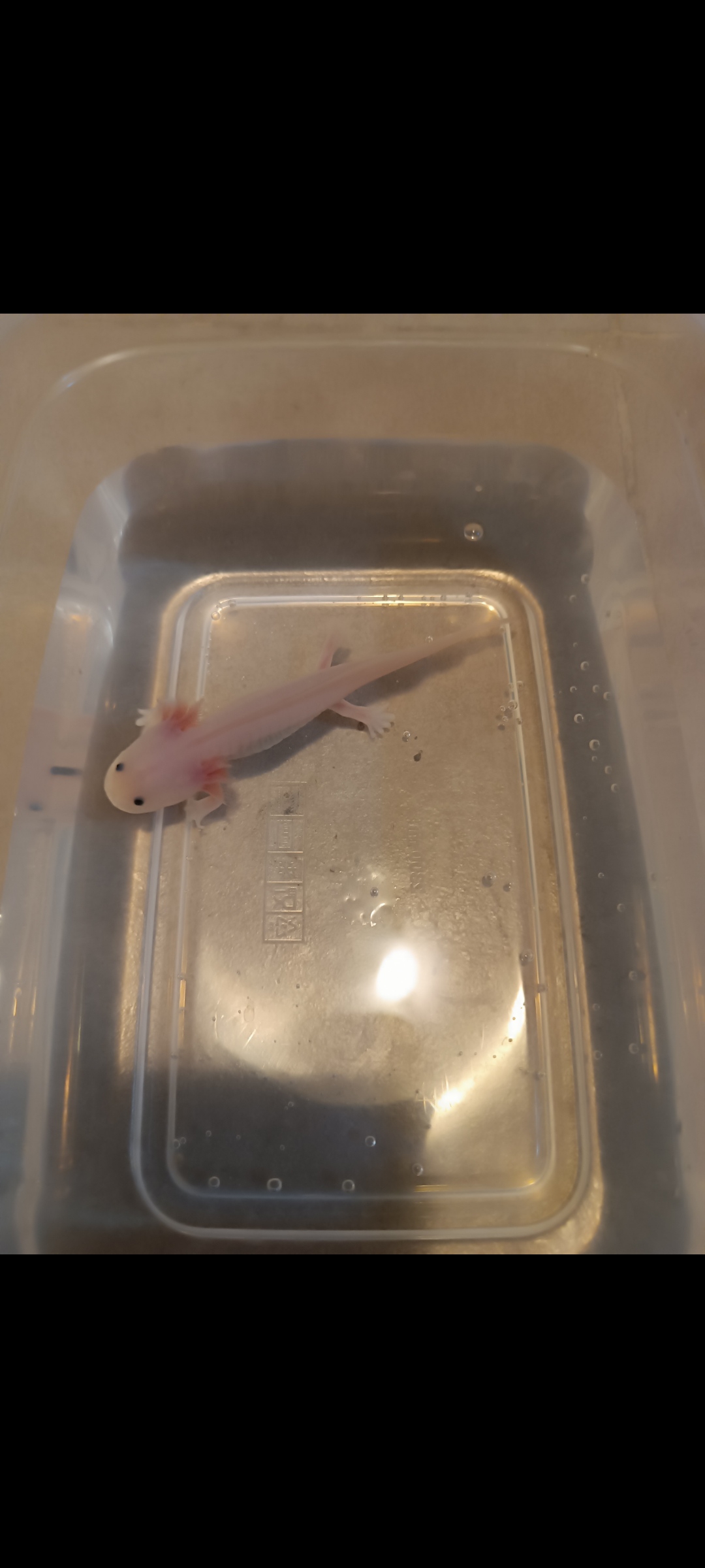 Junge Axolotl abzugeben