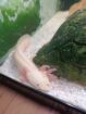 Junge Axolotl abzugeben
