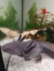 Junge Axolotl abzugeben