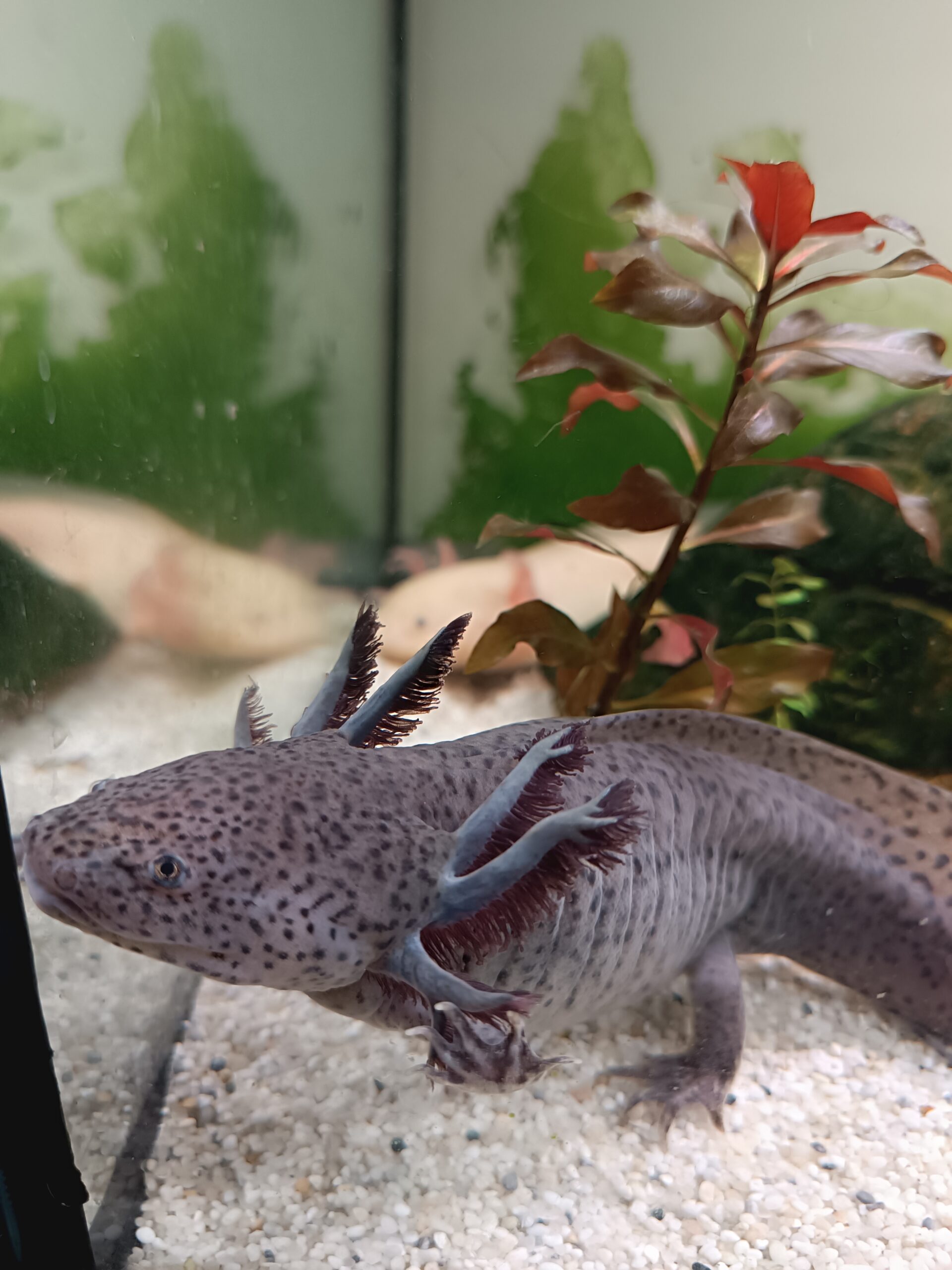 Junge Axolotl abzugeben