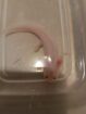 Junge Axolotl abzugeben
