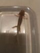 Junge Axolotl abzugeben