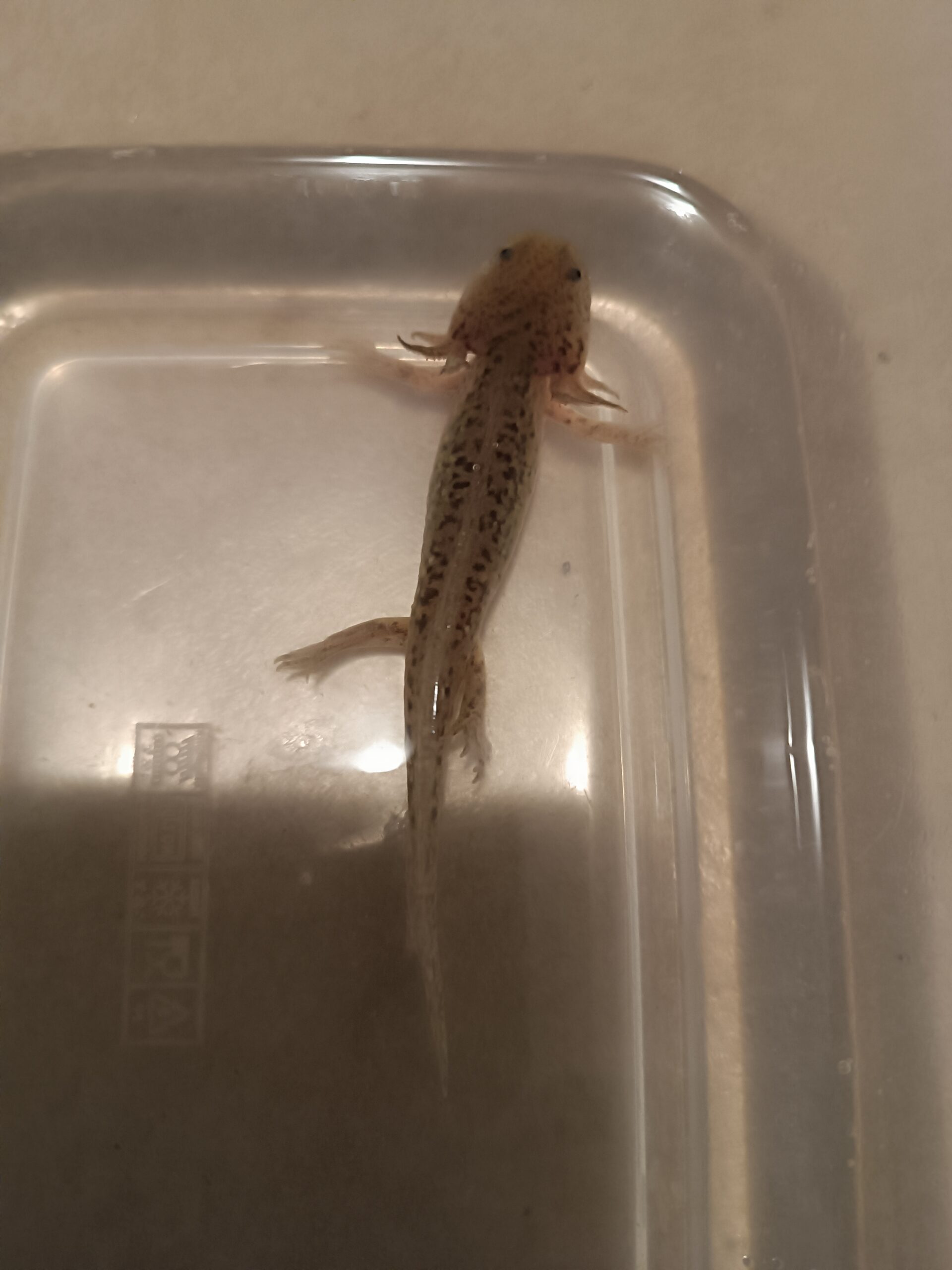 Junge Axolotl abzugeben