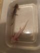 Junge Axolotl abzugeben