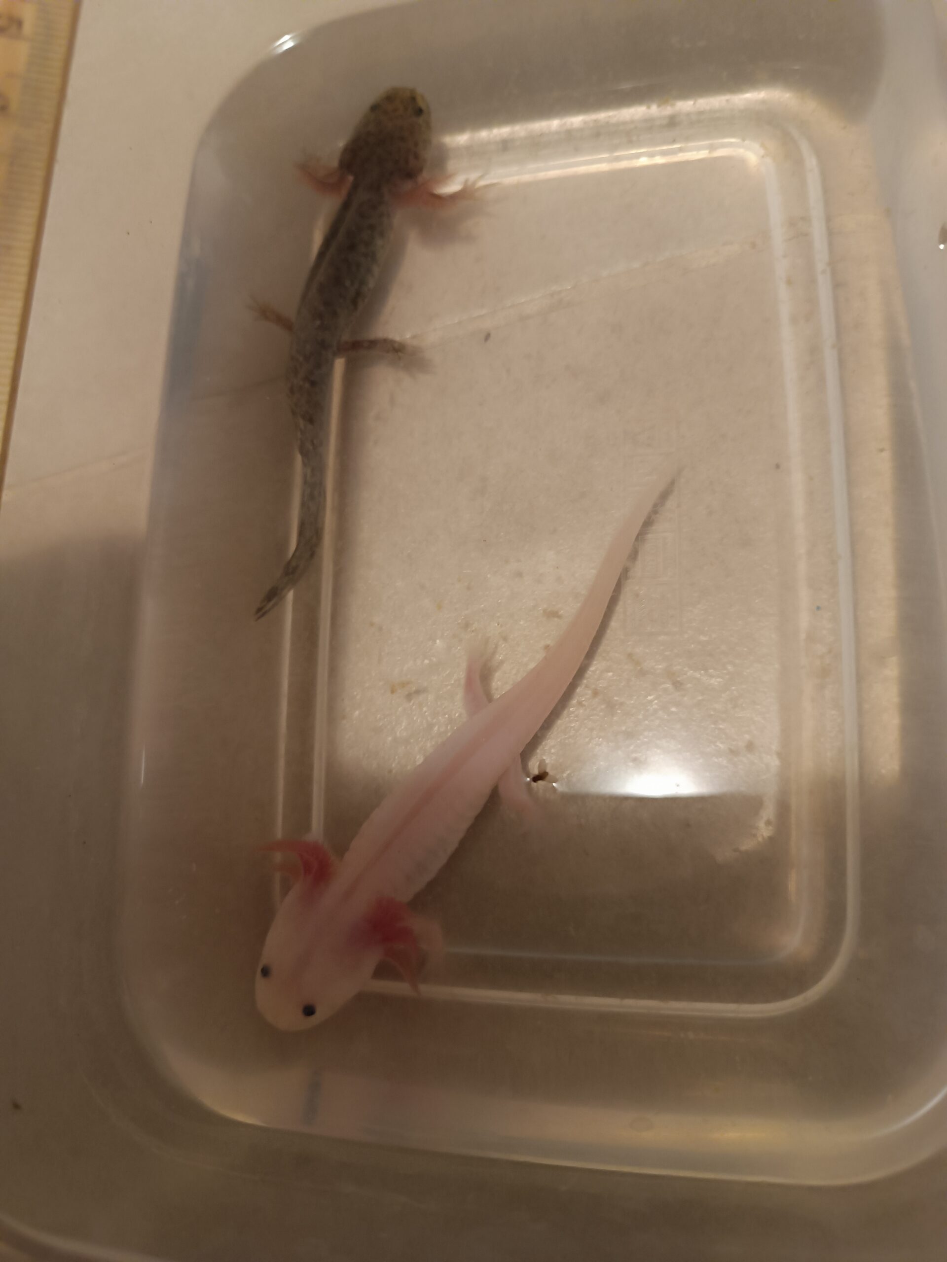 Junge Axolotl abzugeben