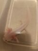 Wunderschöner Axolotl -Nachwuchs abzugeben