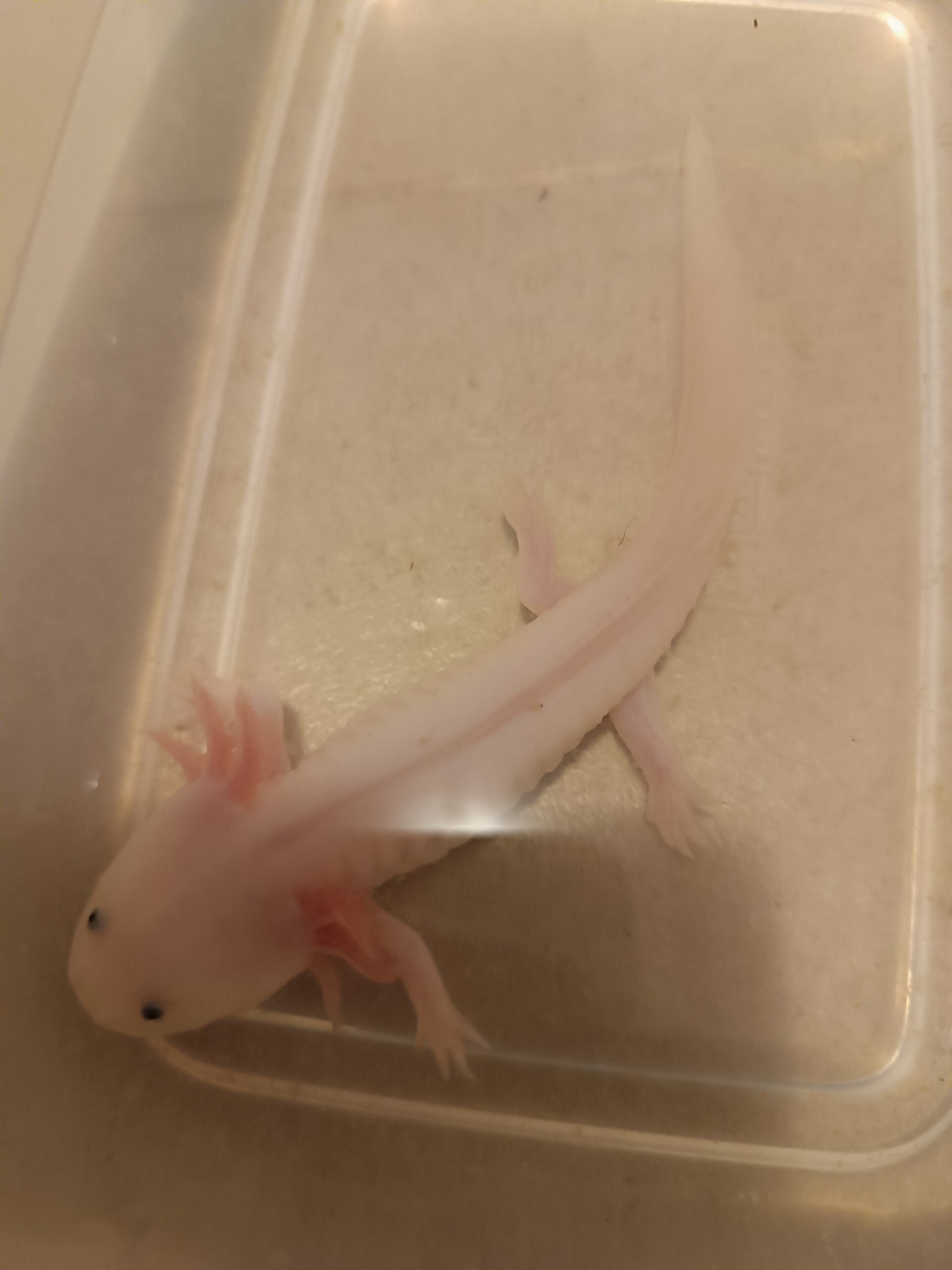 Wunderschöner Axolotl -Nachwuchs abzugeben