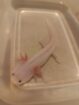 Junge Axolotl abzugeben