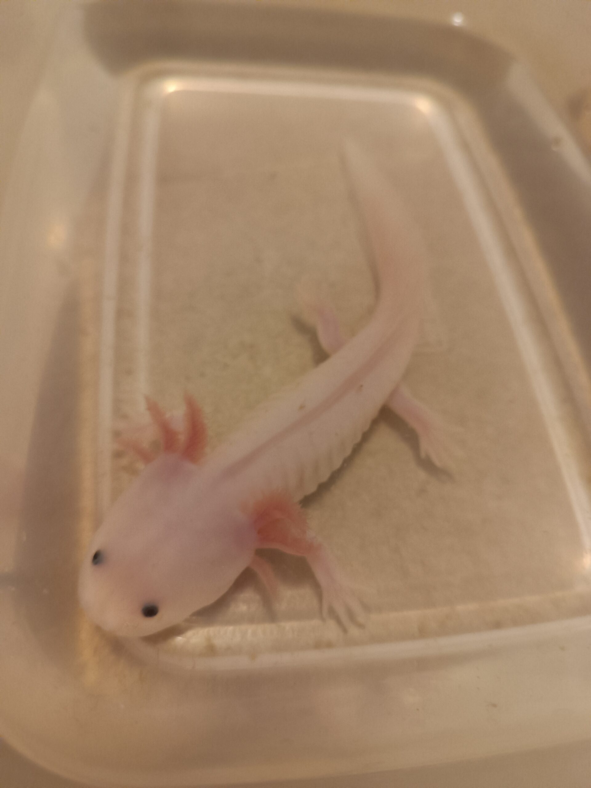 Junge Axolotl abzugeben