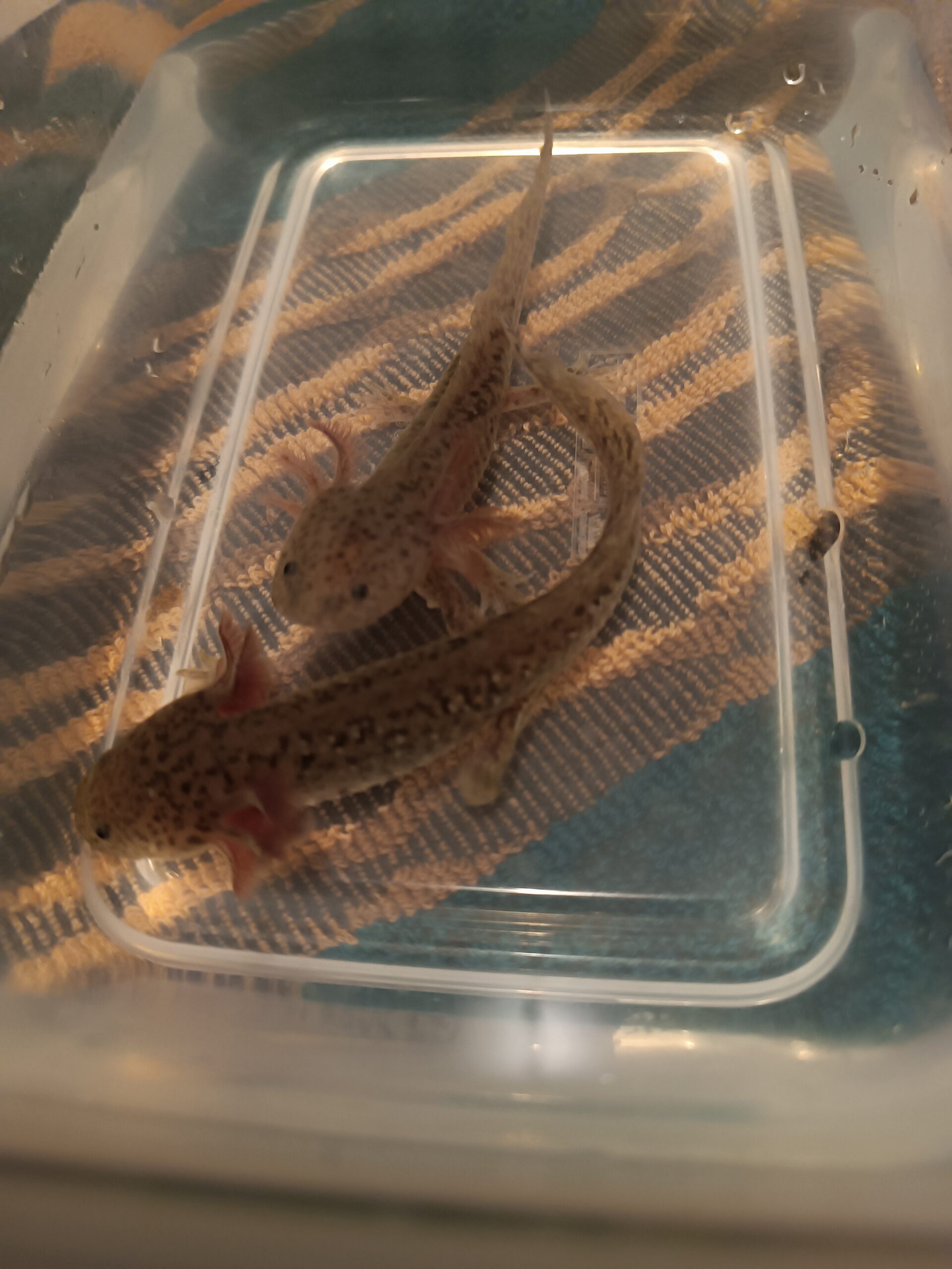 Wunderschöner Axolotl -Nachwuchs abzugeben