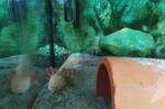 Aquarium mit Axolotl