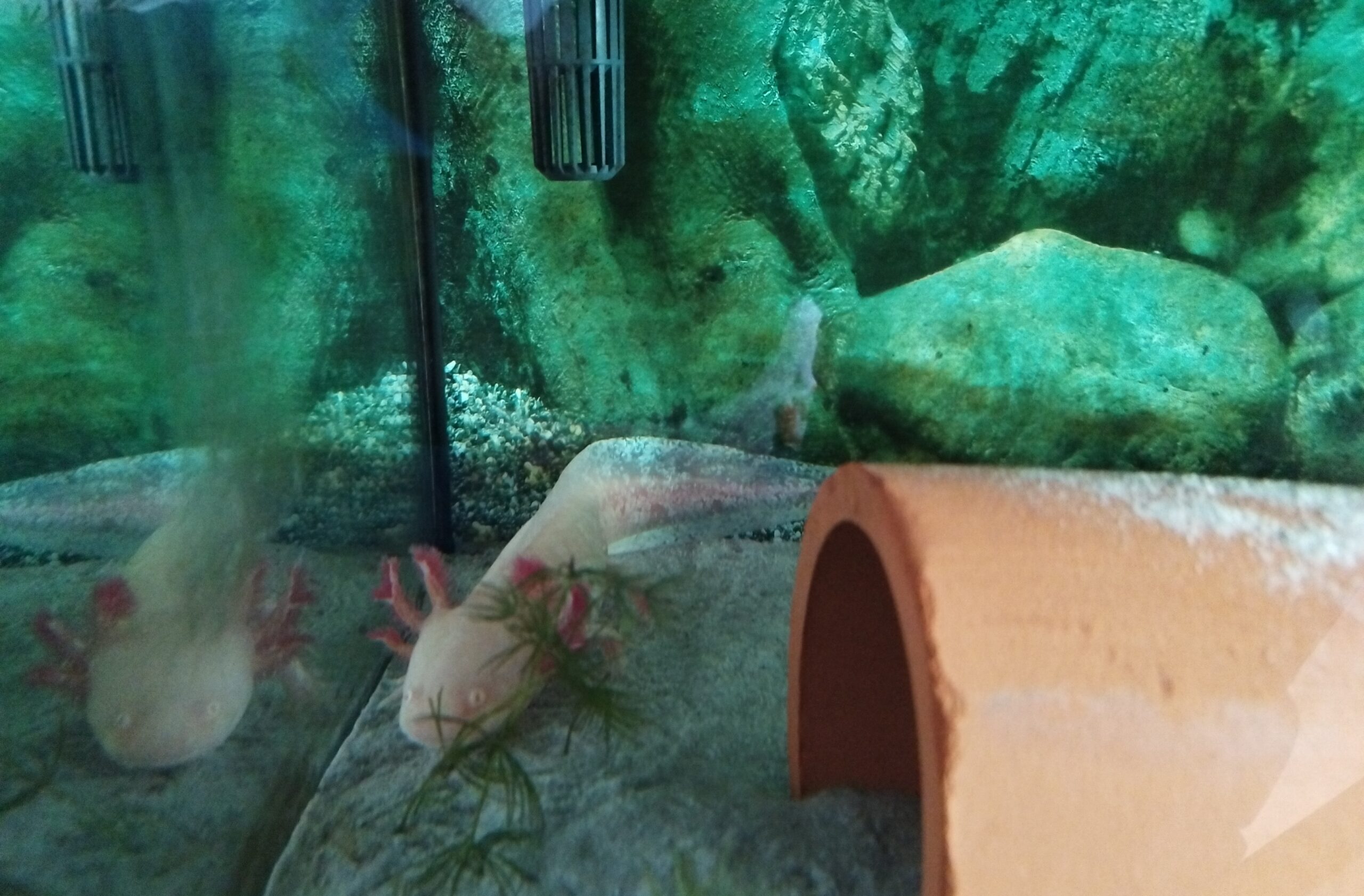 Aquarium mit Axolotl