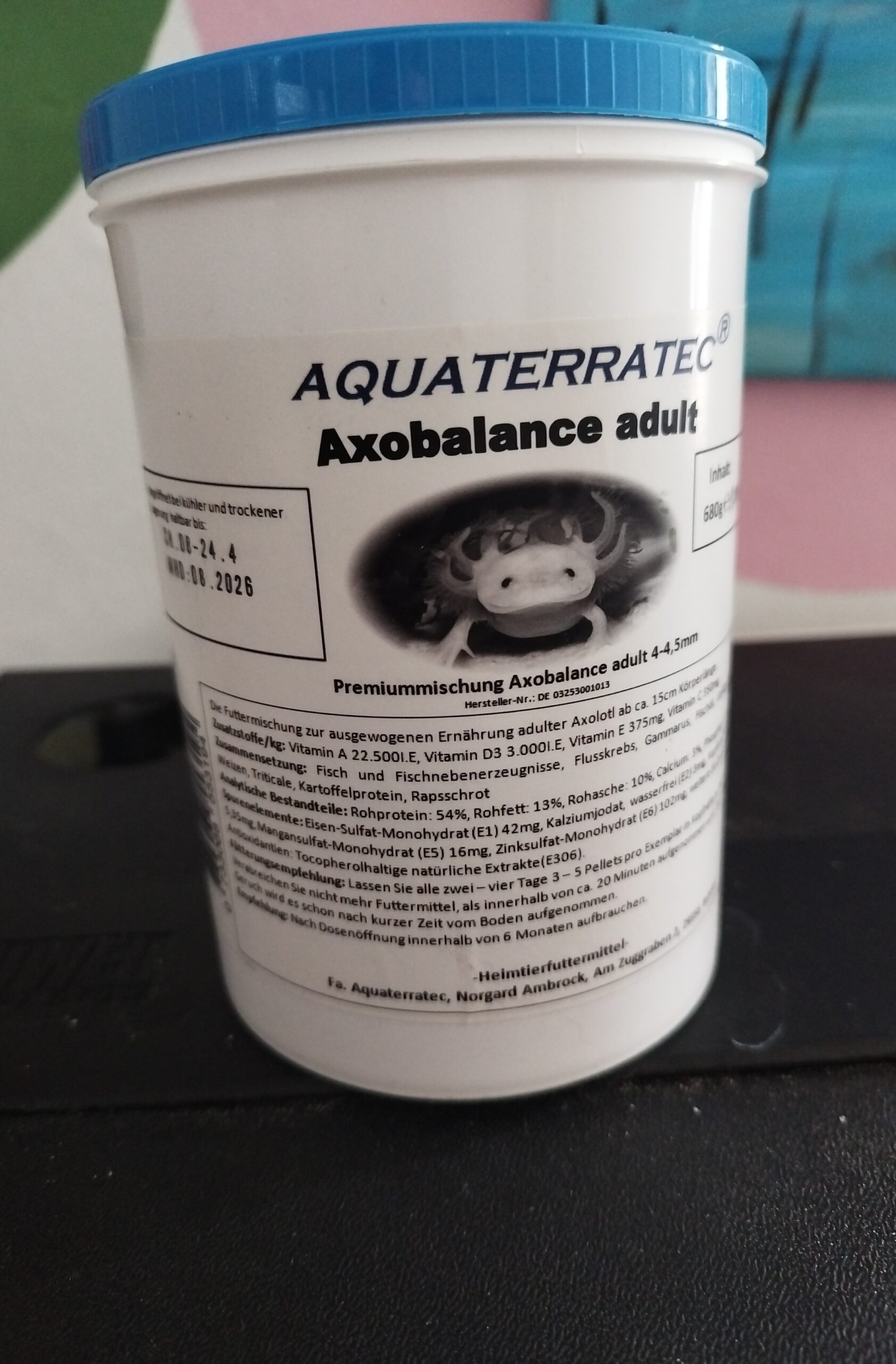 Aquarium mit Axolotl
