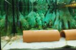 Aquarium mit Axolotl