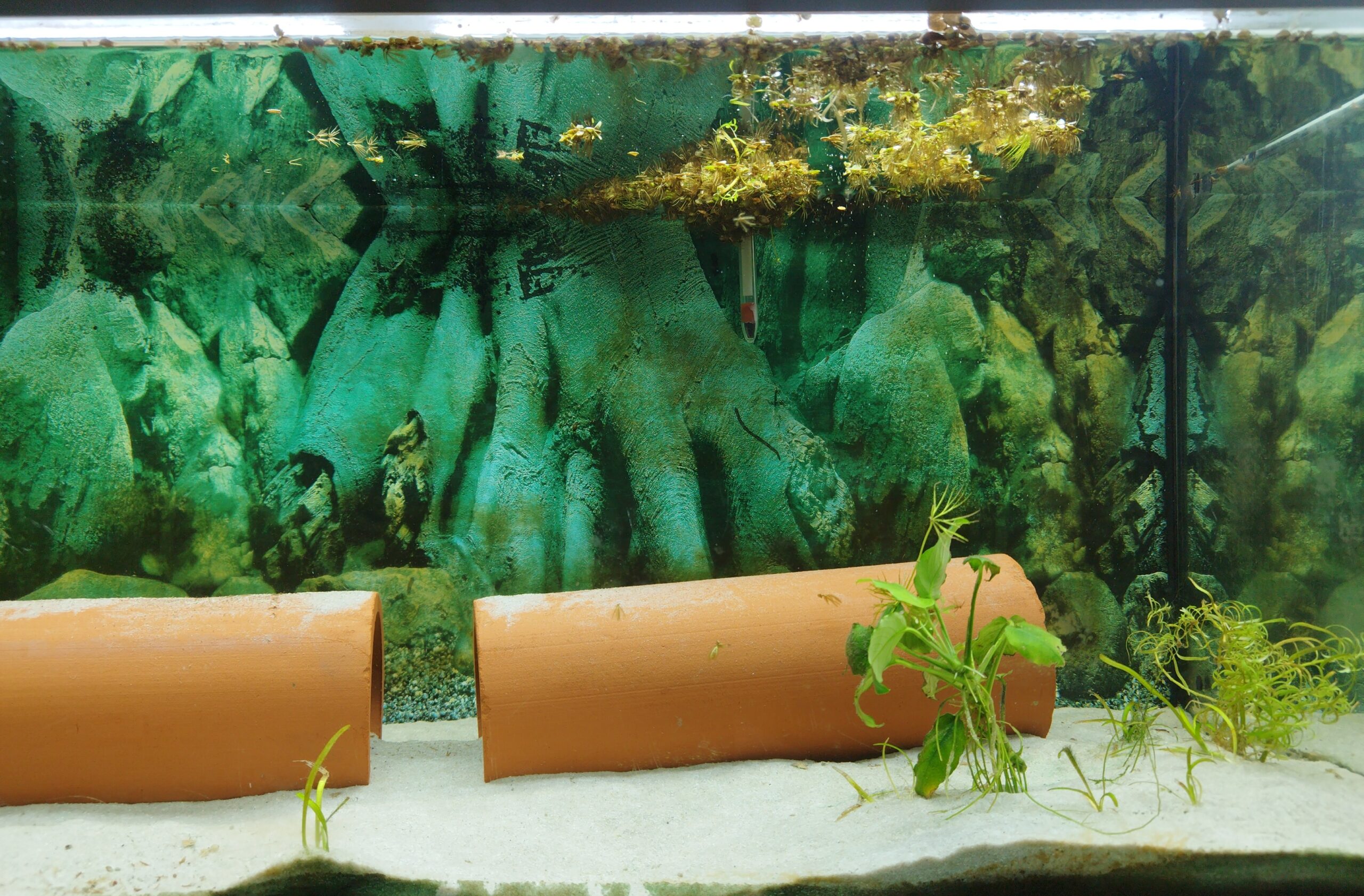 Aquarium mit Axolotl