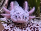 Harlekin Axolotl