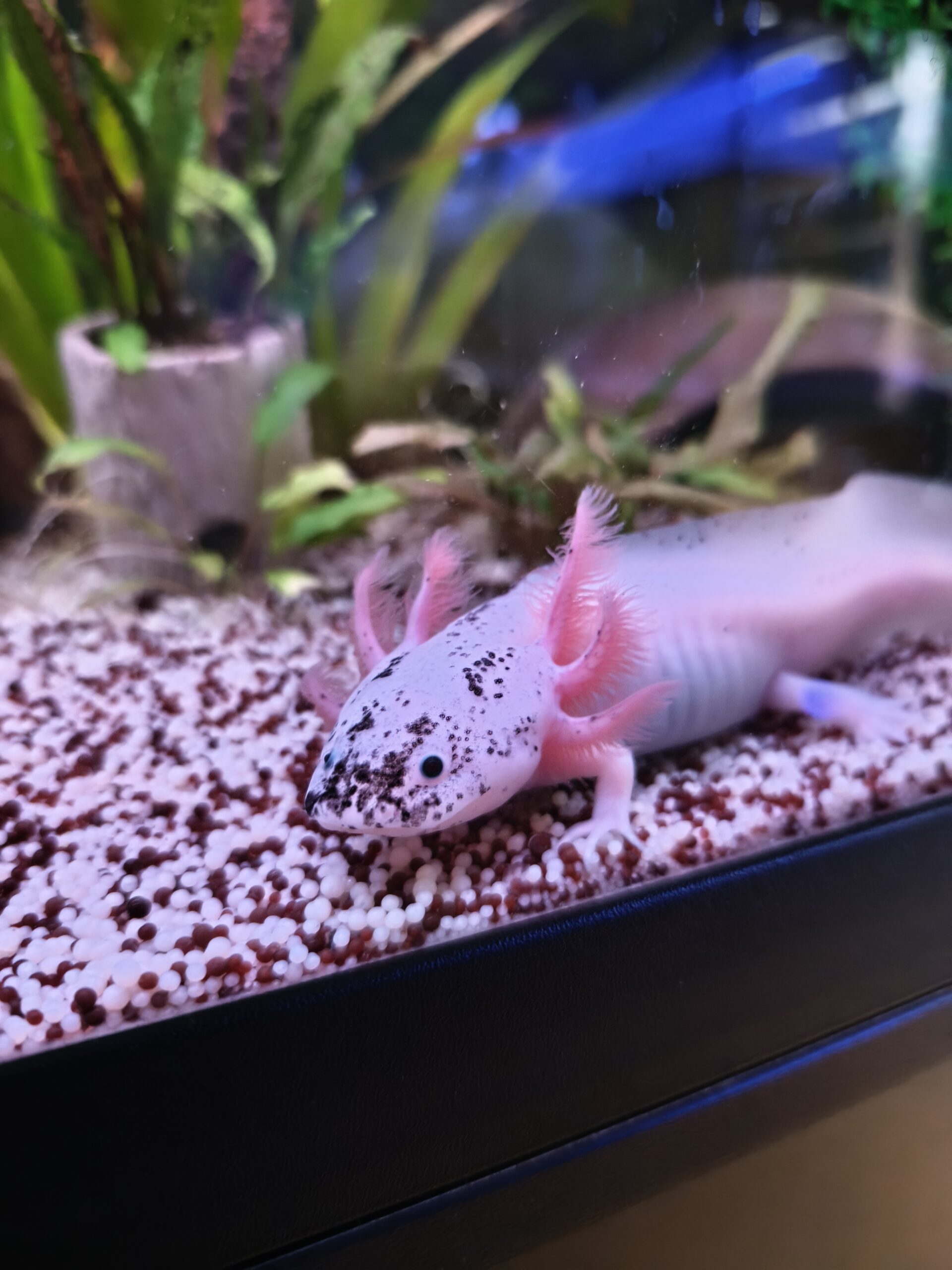 Harlekin Axolotl