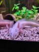 Harlekin Axolotl