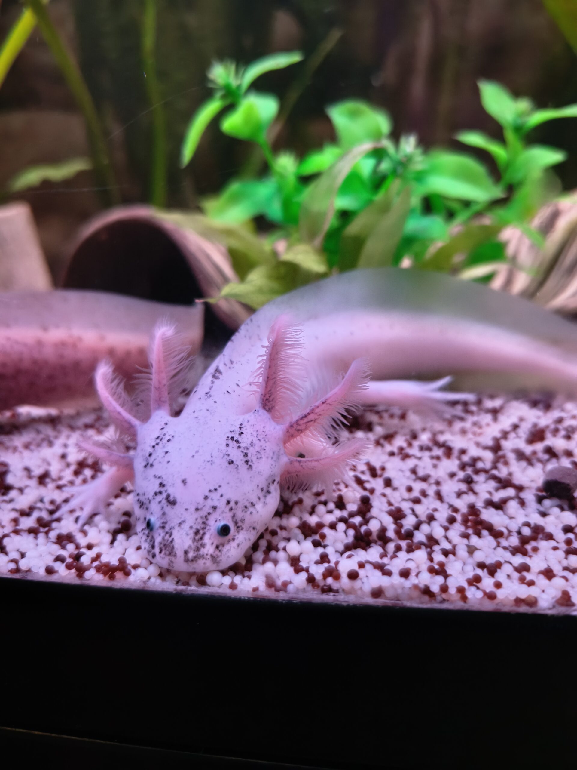 Harlekin Axolotl