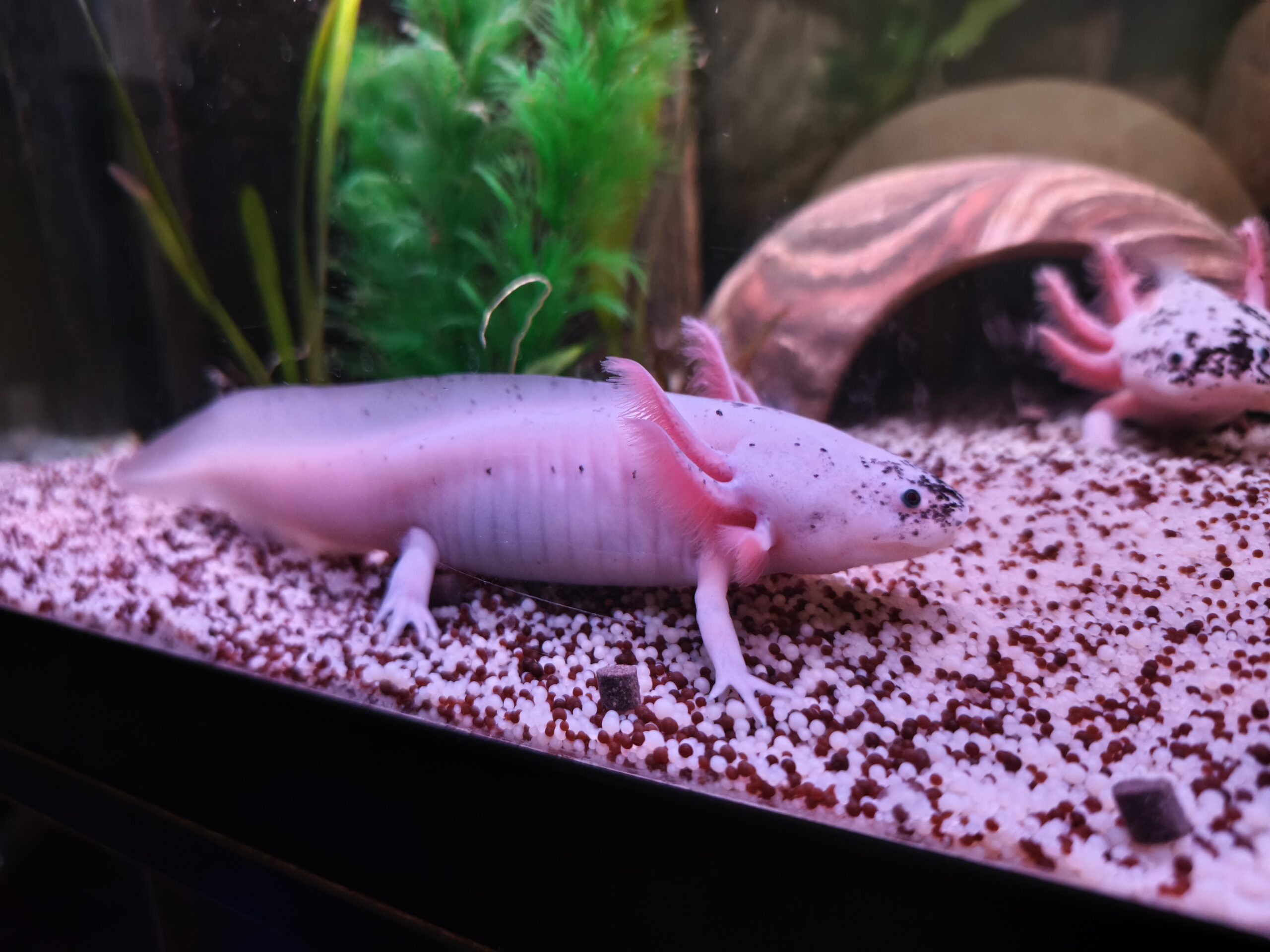 Harlekin Axolotl