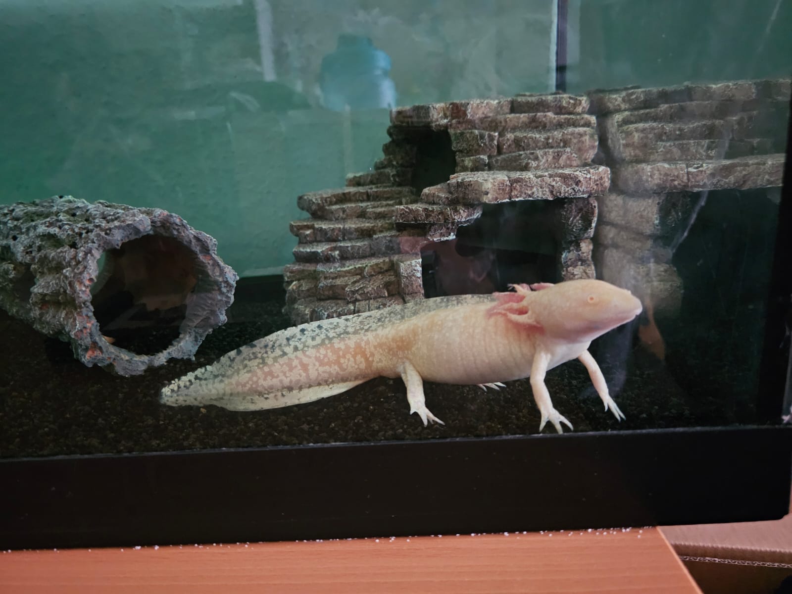 Axolotl mit Becken