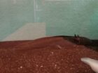 Axolotl mit Becken