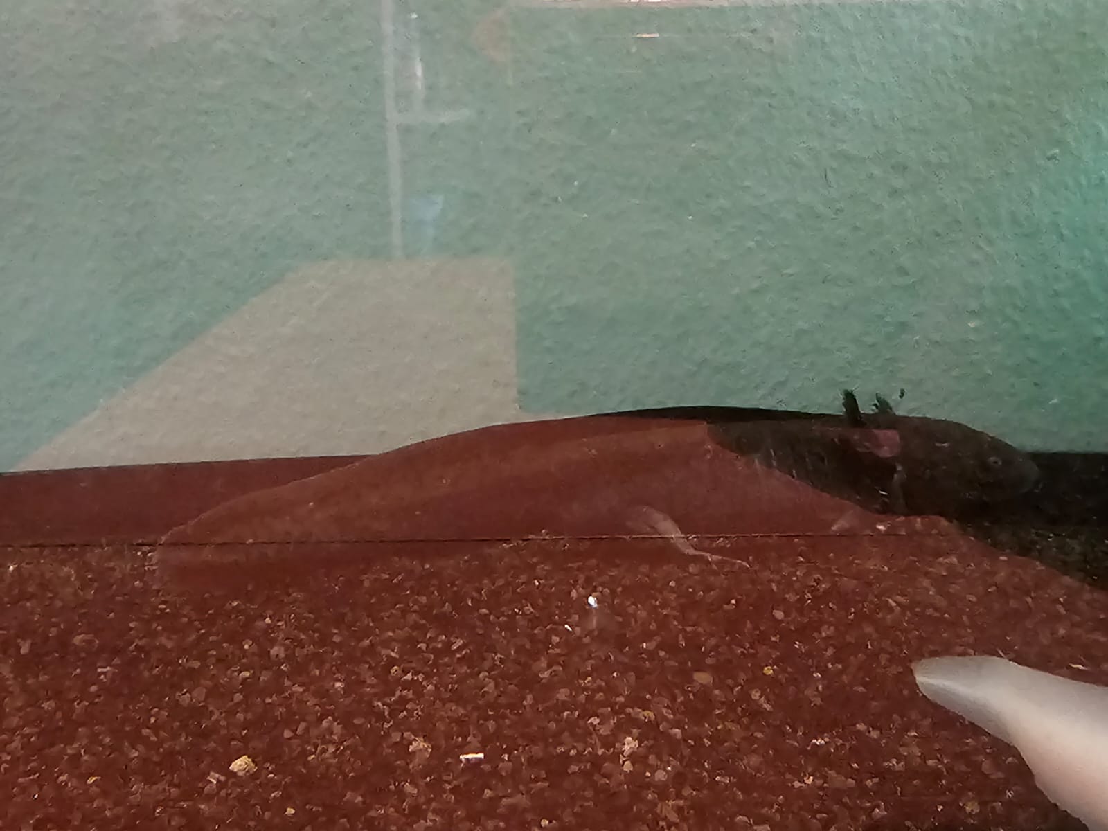 Axolotl mit Becken