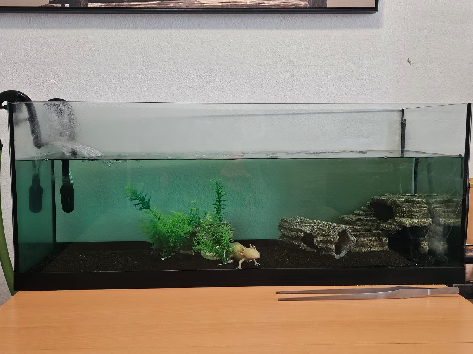 Axolotl mit Becken