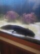 Axolotl komplett mit Becken, Pumpe, LED und Einrichtung !! letzter Preis !!