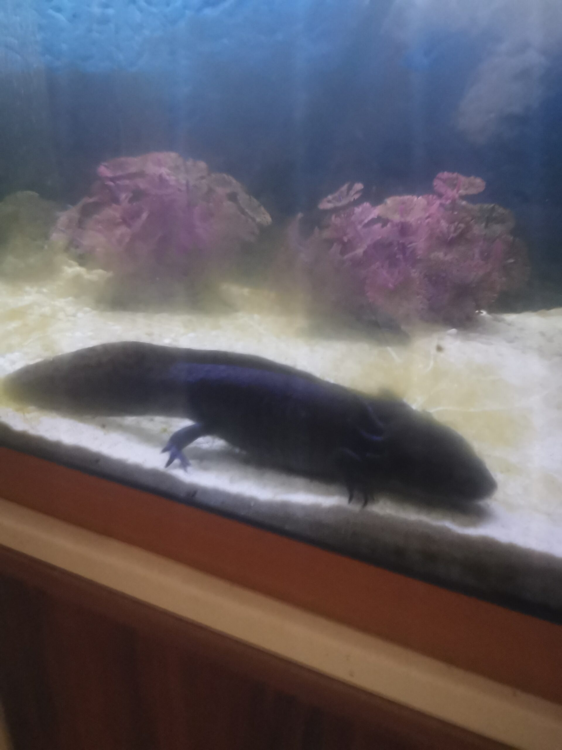 Axolotl komplett mit Becken, Pumpe, LED und Einrichtung !! letzter Preis !!