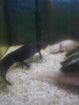 Axolotl komplett mit Becken, Pumpe, LED und Einrichtung !! letzter Preis !!