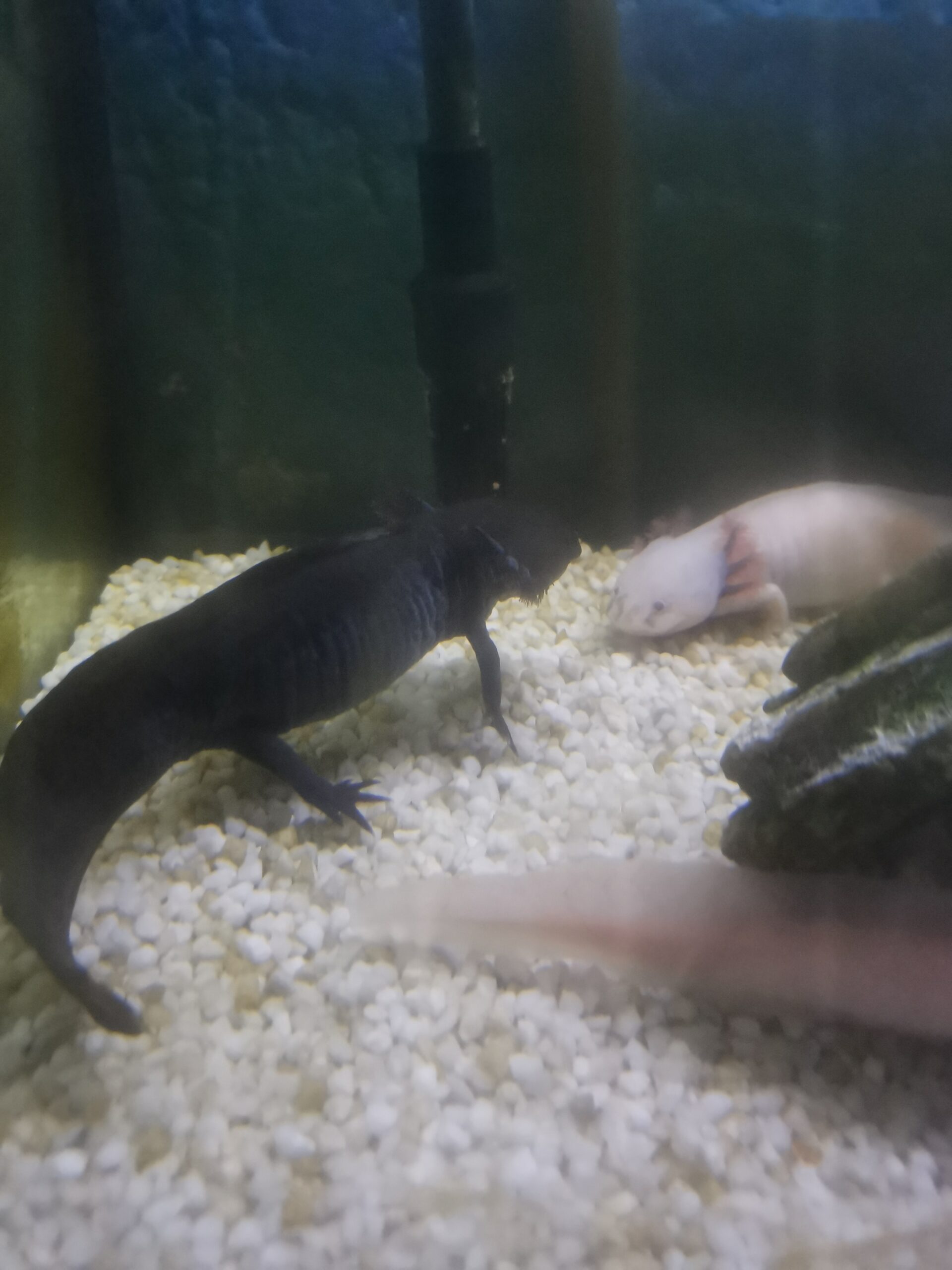 Axolotl komplett mit Becken, Pumpe, LED und Einrichtung !! letzter Preis !!