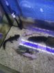 Axolotl komplett mit Becken, Pumpe, LED und Einrichtung !! letzter Preis !!