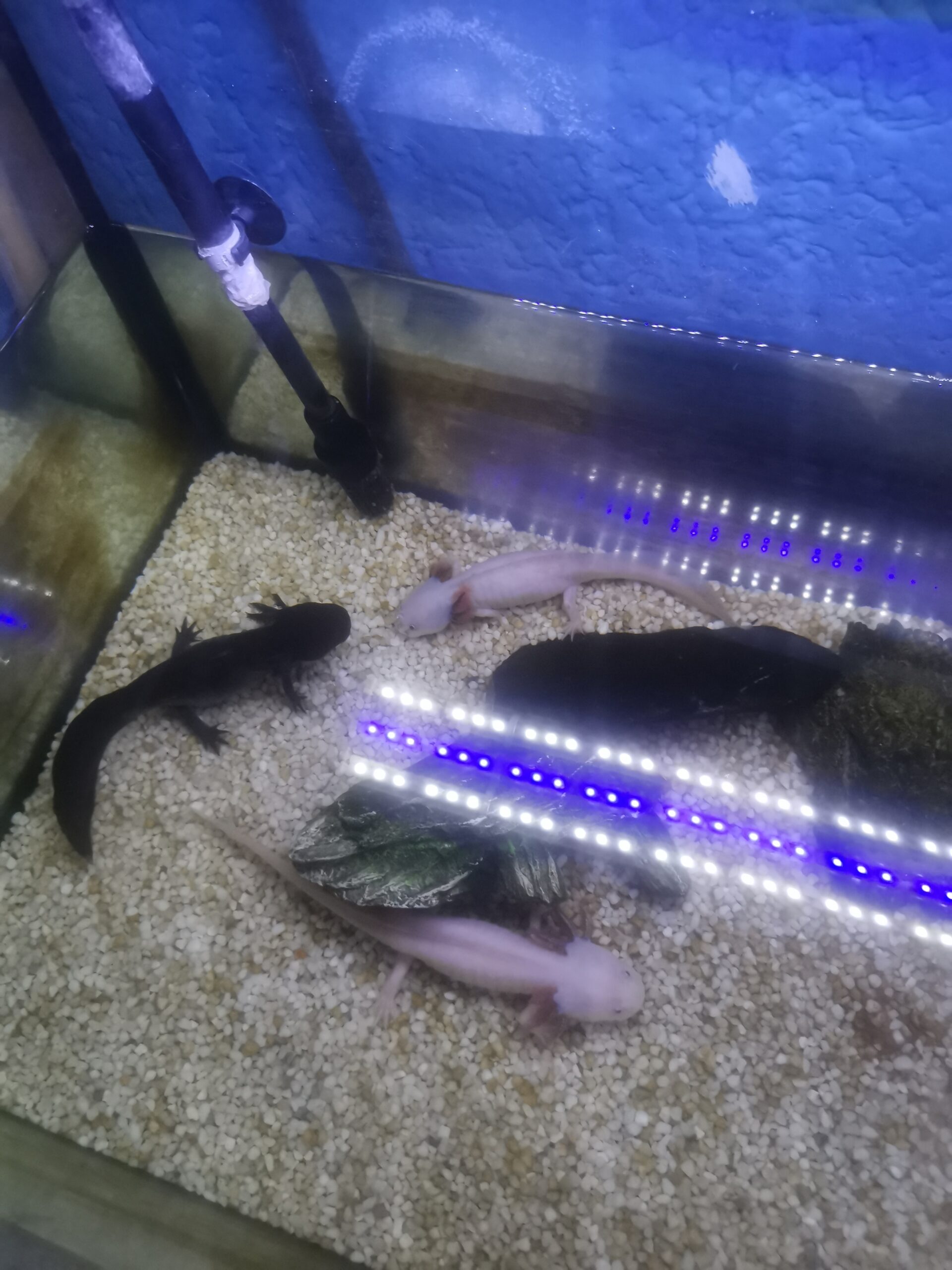 Axolotl komplett mit Becken, Pumpe, LED und Einrichtung !! letzter Preis !!