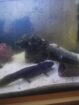 Axolotl komplett mit Becken, Pumpe, LED und Einrichtung !! letzter Preis !!