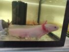 Axolotl Erwachsene Tiere