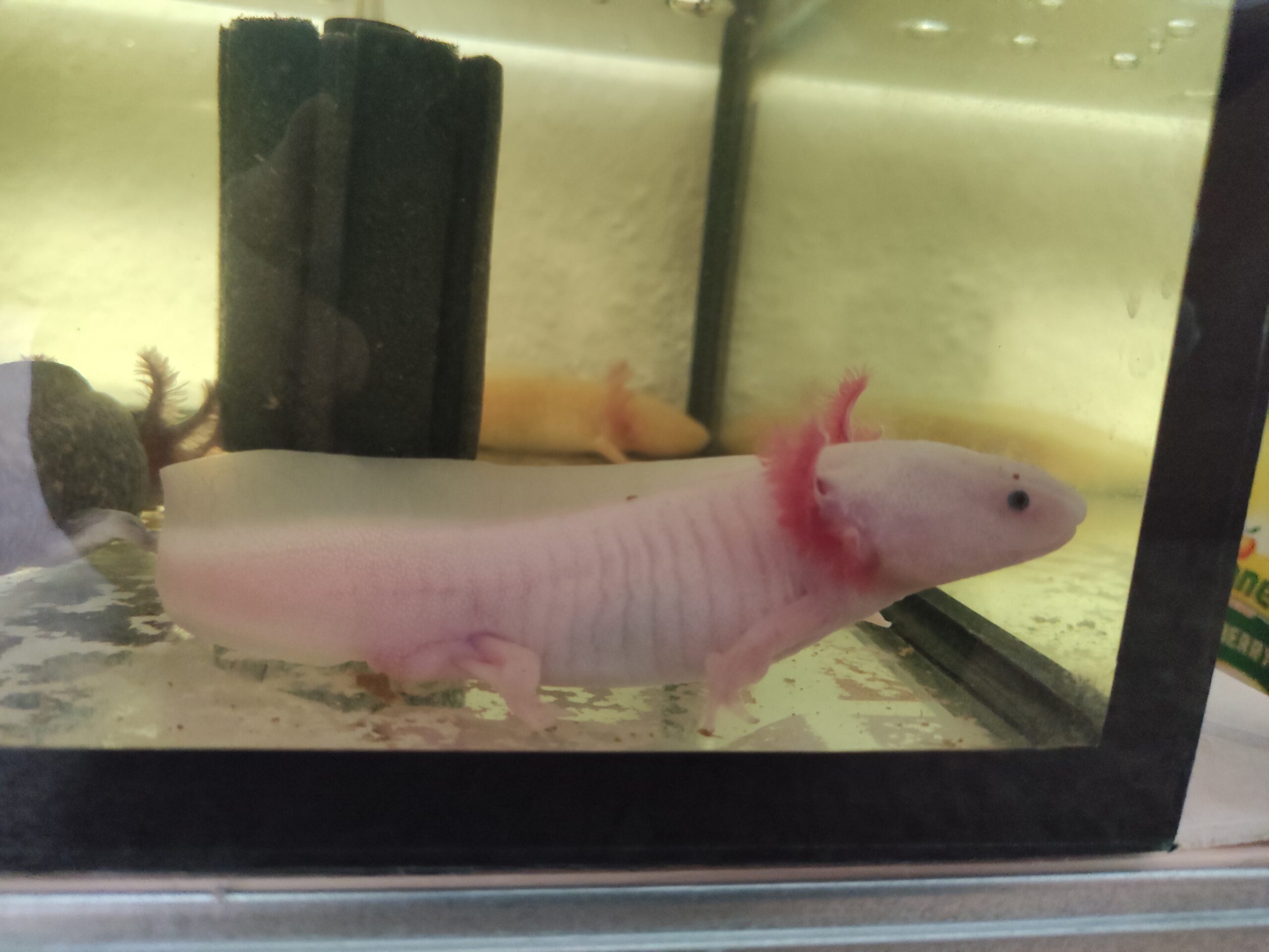 Axolotl Erwachsene Tiere