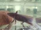 Axolotl Erwachsene Tiere