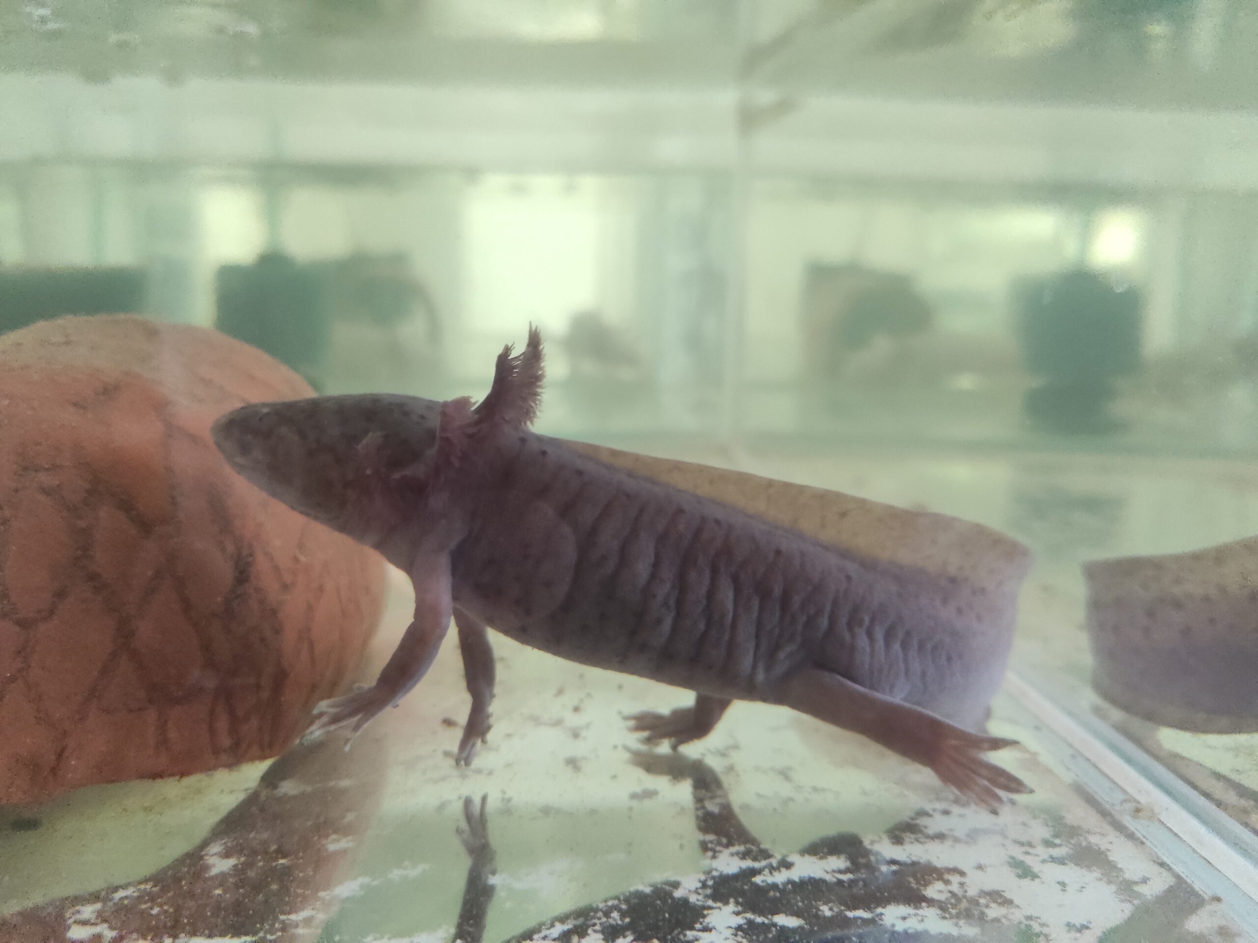 Axolotl Erwachsene Tiere