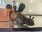 Axolotl Erwachsene Tiere