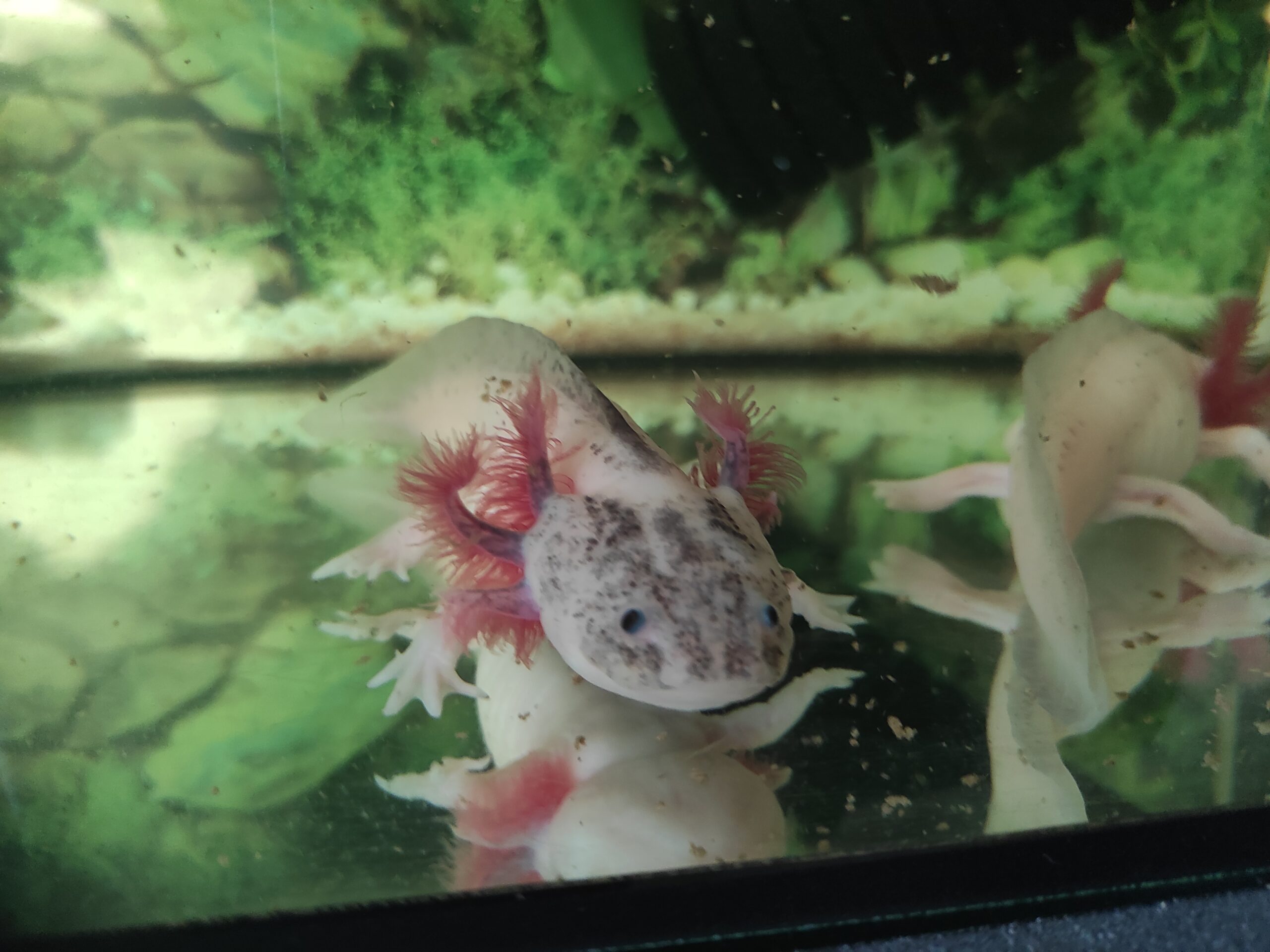 Axolotl Harlekin