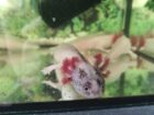 Axolotl Harlekin