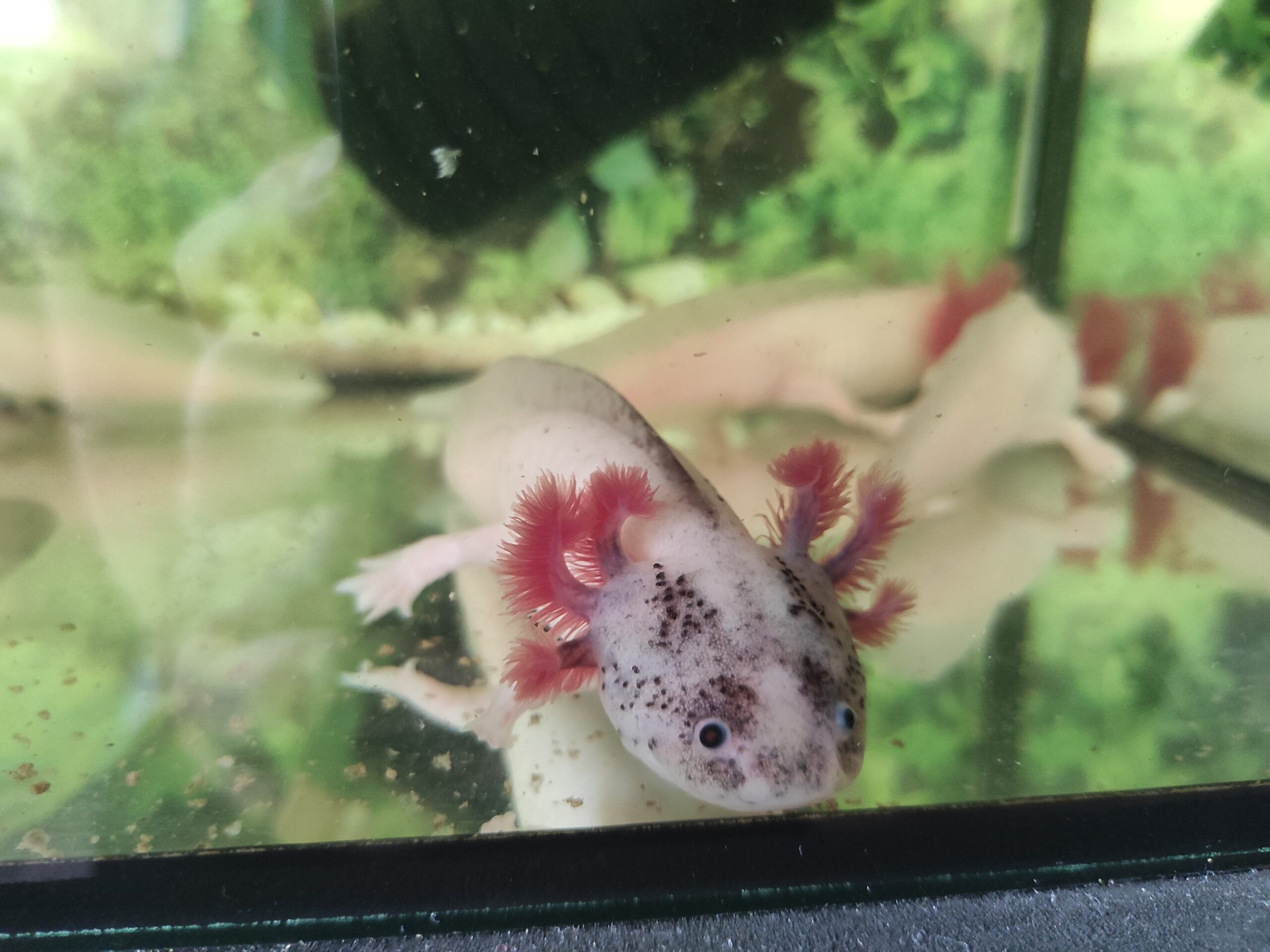 Axolotl Harlekin