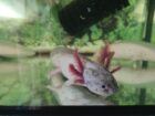 Axolotl Harlekin