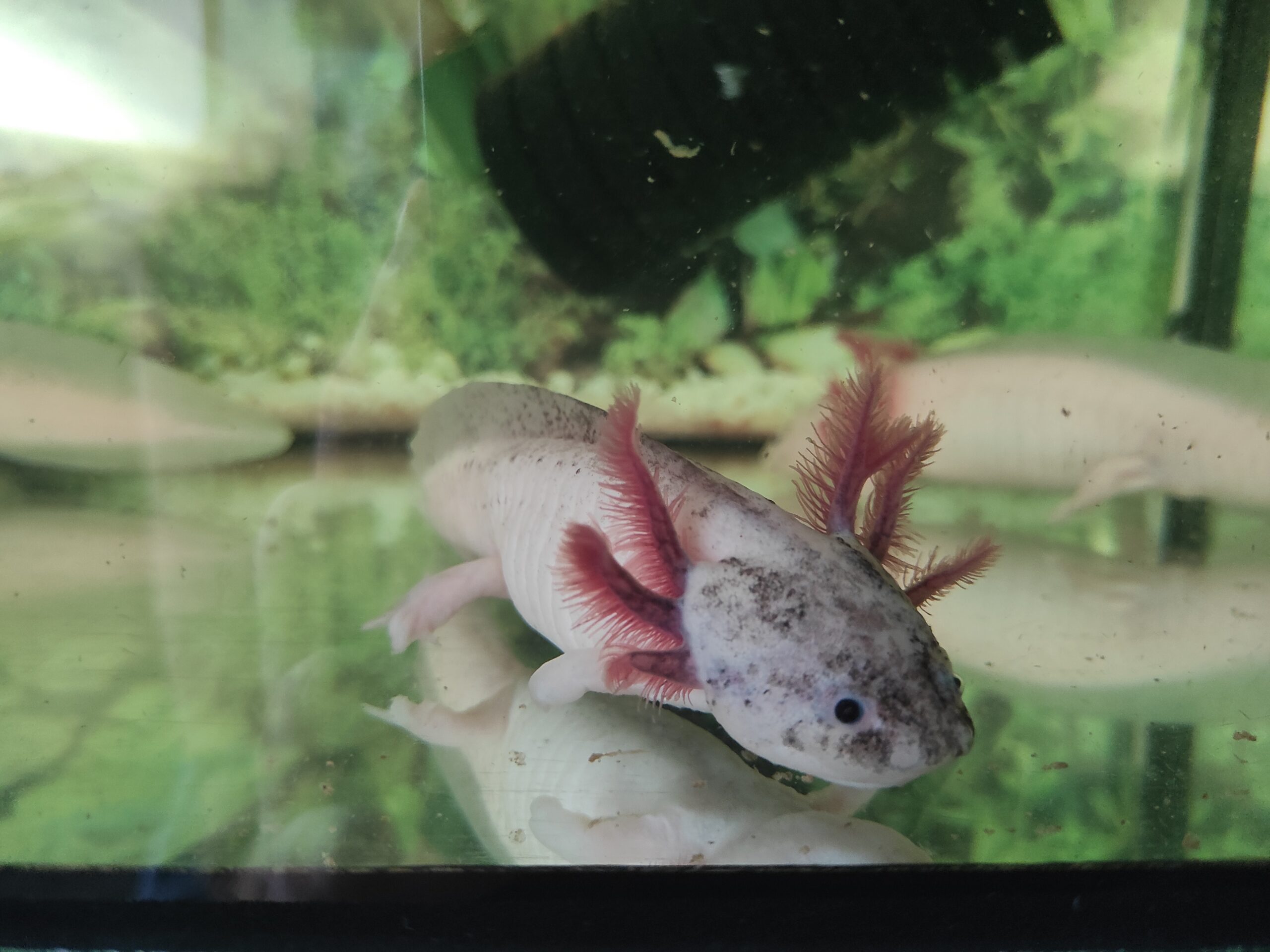 Axolotl Harlekin