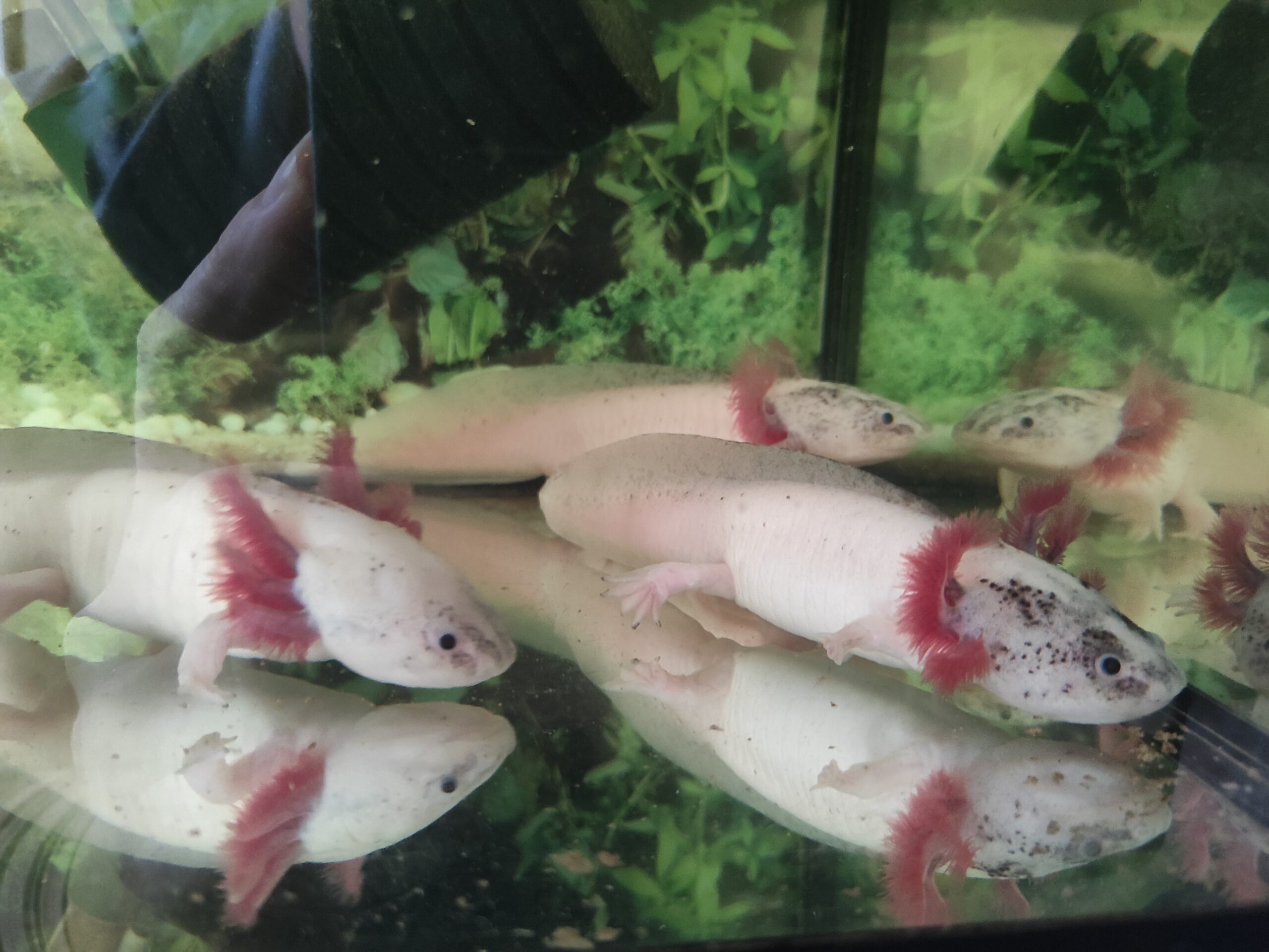 Axolotl Harlekin