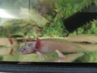 Axolotl Harlekin